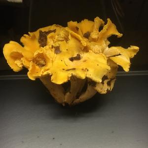 Chanterelle, Common