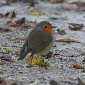 European Robin