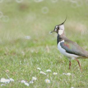 Northern Lapwing