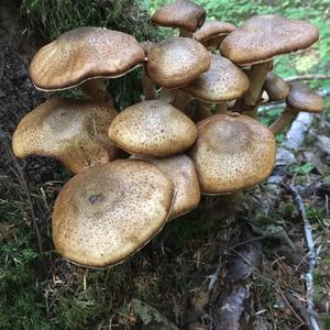 Honey Fungus