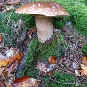 King Bolete