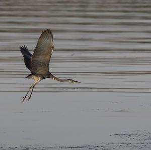 Purple Heron