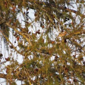 Eurasian Chaffinch