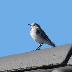 White Wagtail