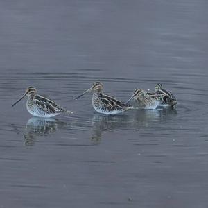 Common Snipe