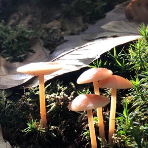Tufted Collybia