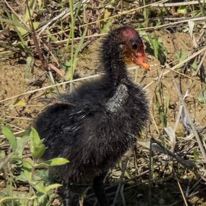 Common Coot