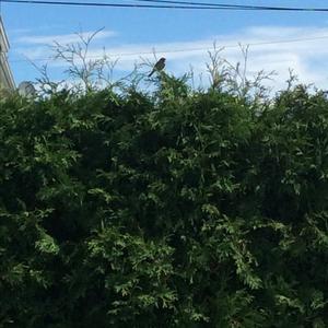 Song Sparrow