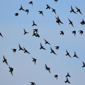 Common Starling