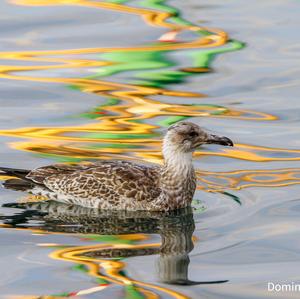 Yellow-legged Gull