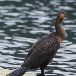 Double-crested Cormorant