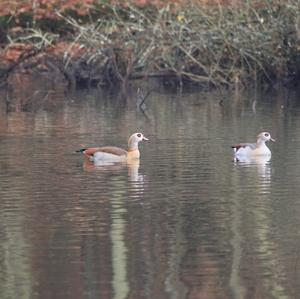 Egyptian Goose