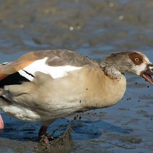 Nilgans