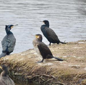 Great Cormorant