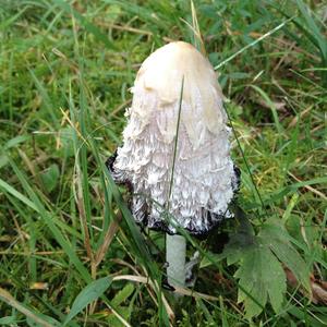 Shaggy Mane