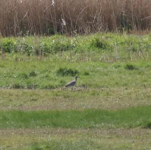 Eurasian Curlew