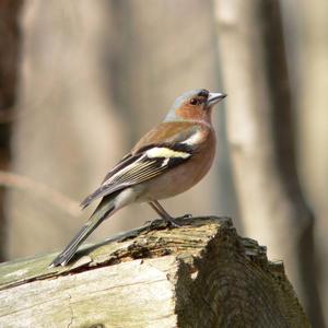 Eurasian Chaffinch