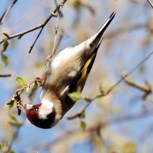 European Goldfinch