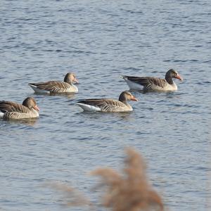 Greylag Goose