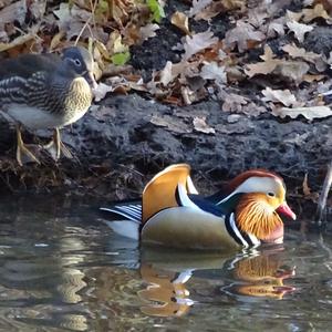 Mandarin Duck