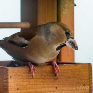 Hawfinch