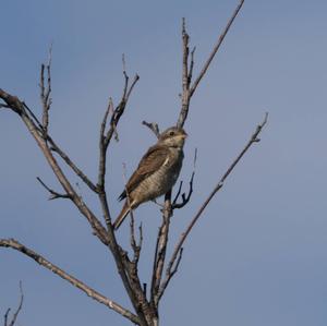 Red-backed Shrike