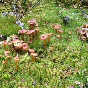 Trumpet Chanterelle