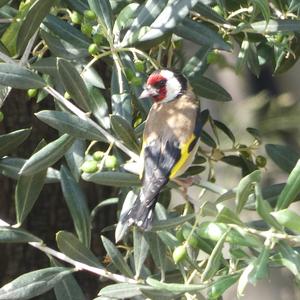 European Goldfinch