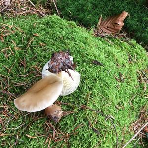 Fat-footed Clitocybe