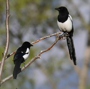 Black-billed Magpie