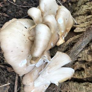 Oyster Mushroom