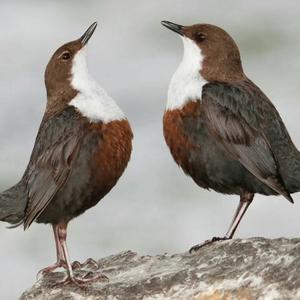 White-throated Dipper