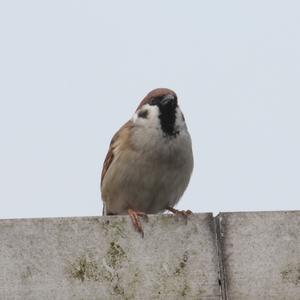 Eurasian Tree Sparrow