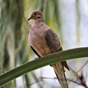 Mourning Dove