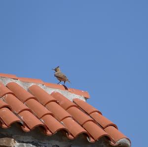 Crested Lark