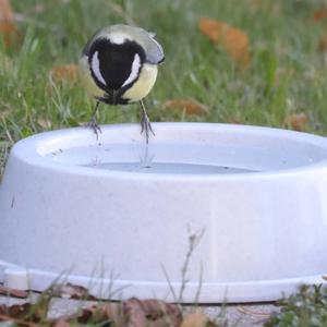 Great Tit