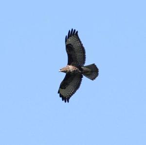 Common Buzzard