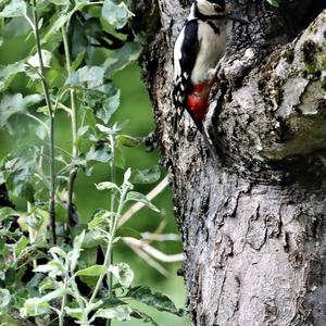 Great Spotted Woodpecker