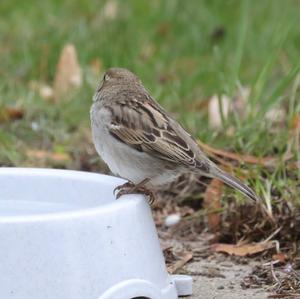 House Sparrow