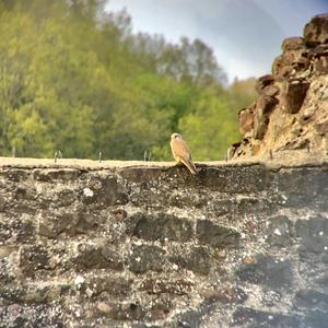 Common Kestrel