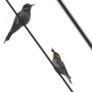 European Bee-eater