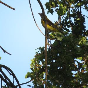 Eurasian Golden Oriole