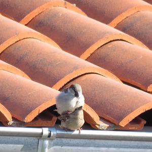 House Sparrow