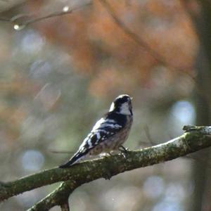 Lesser Spotted Woodpecker