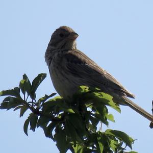 Corn Bunting