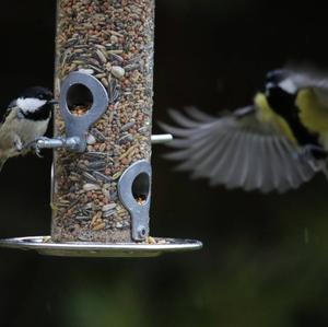 Coal Tit