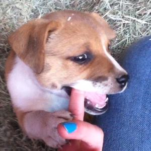 Unknown Breed