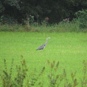 Grey Heron