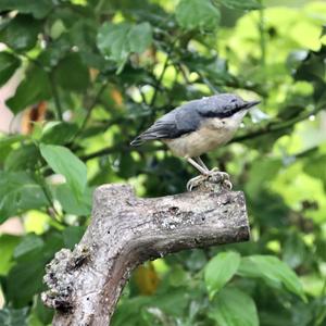 Wood Nuthatch