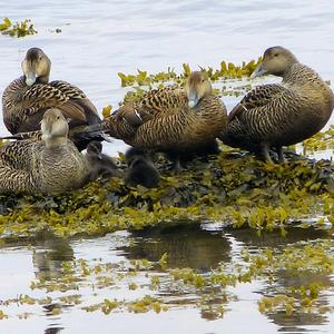 Common Eider